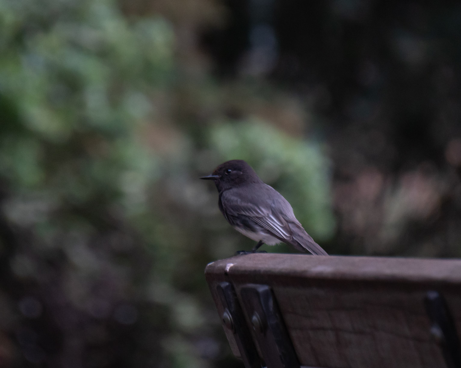 An eastern pheobe on the top edge of a park bench